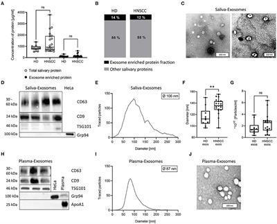 Cargo and Functional Profile of Saliva-Derived Exosomes Reveal Biomarkers Specific for Head and Neck Cancer